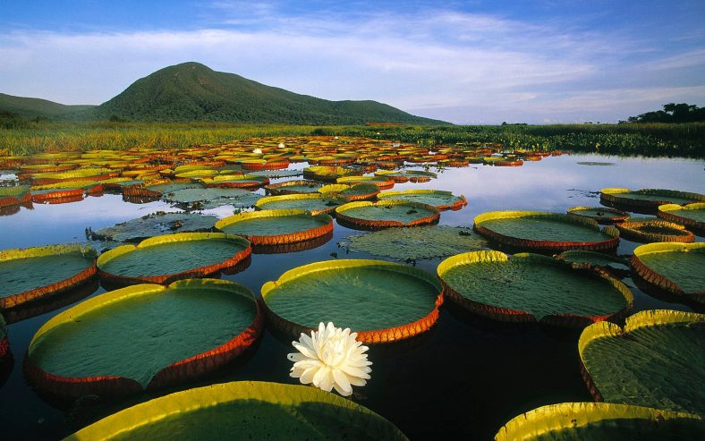 Pantanal Brasil